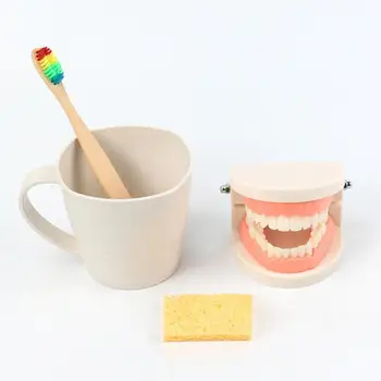 1 Nastavte Zub Model Robustnej Konštrukcie S Vysokou Simulované Opakovane Zubné Výučby Zubov Zubná Kefka Modely Ústne Vyučovanie Jemné Remeselné
